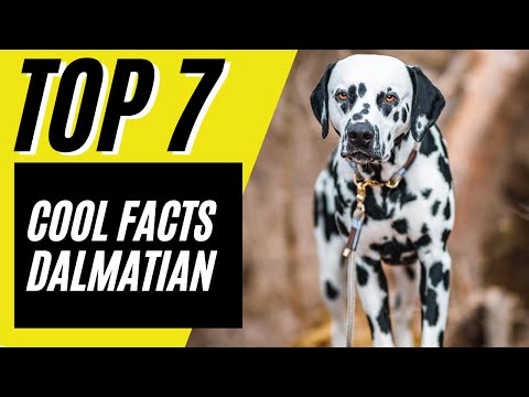 Top 7 SUPER COOL Dalmatian Facts - Dalmatian Dog Breed