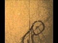 Laki Mera - No Motion