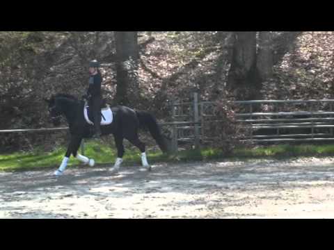 BM Sportpferde/ Stute Diva von Desperados geb. 2008