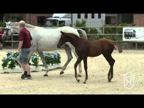 Holsteiner Fohlenchampionat 2015   Rendsburg Eckernförde   Siegerhengstring Apple Geräte HD Höchs
