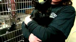 Lafayette: Adoptable Cat on Petfinder!