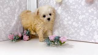 ハーフ犬の動画01