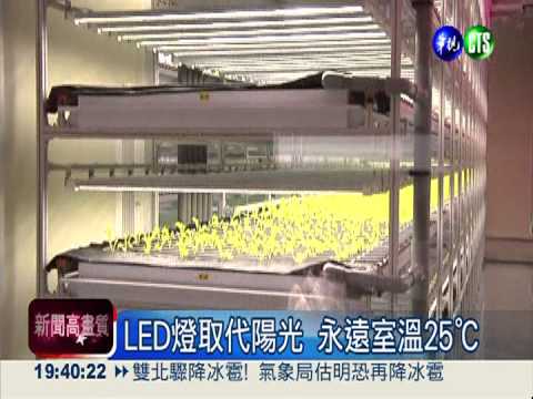 無塵室裡種菜... 1公斤要價1千元