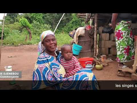 L'Habitat naturel des singes sacrés de Soko (Côte d'Ivoire) est menacé.