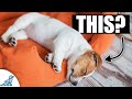 The BIGGEST Mistake That New Puppy Owners Make