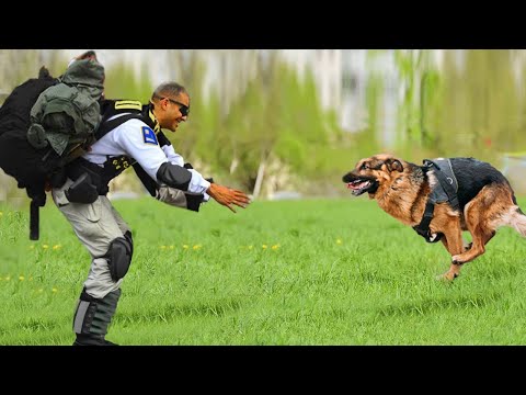 Most Emotional Moments of Animals and Their Loved Ones Reuniting 💕