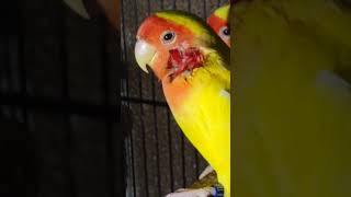 Download lagu Pertengkaran hebat 🥺 #pasangankekasih #bertengkar mp3 Download lagu Pertengkaran hebat 🥺 #pasangankekasih #bertengkar mp3