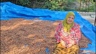 ‼️PATOS GELDİ, FINDIĞI HARMANA ATTIK 🌰🚜