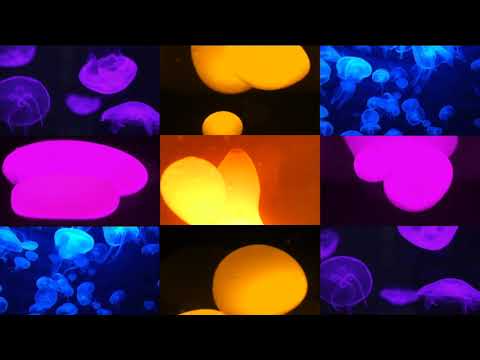 Colony Three - Entanglement