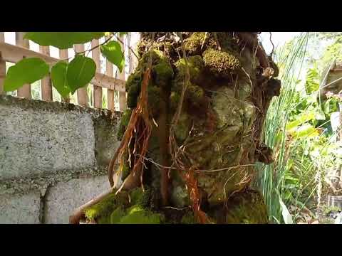 RED BALETE UPDATE 2022