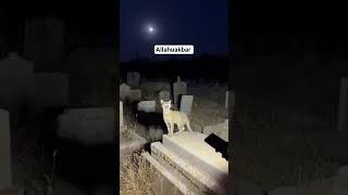 Download lagu Allahuakbar, viral kucing di temukan di pemakaman sedang berteriak #clips #isalmic #shortvideo mp3