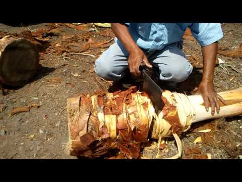 download lagu mp3 mp4 Where Can I Buy Hearts Of Palm, download lagu Where Can I Buy Hearts Of Palm gratis, unduh video klip Where Can I Buy Hearts Of Palm