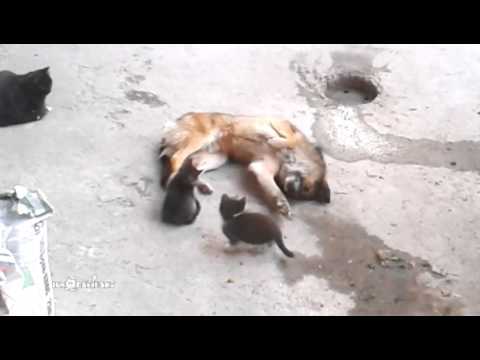 Mother cat with kittens came to old friend / Кошка привела котят к своему другу