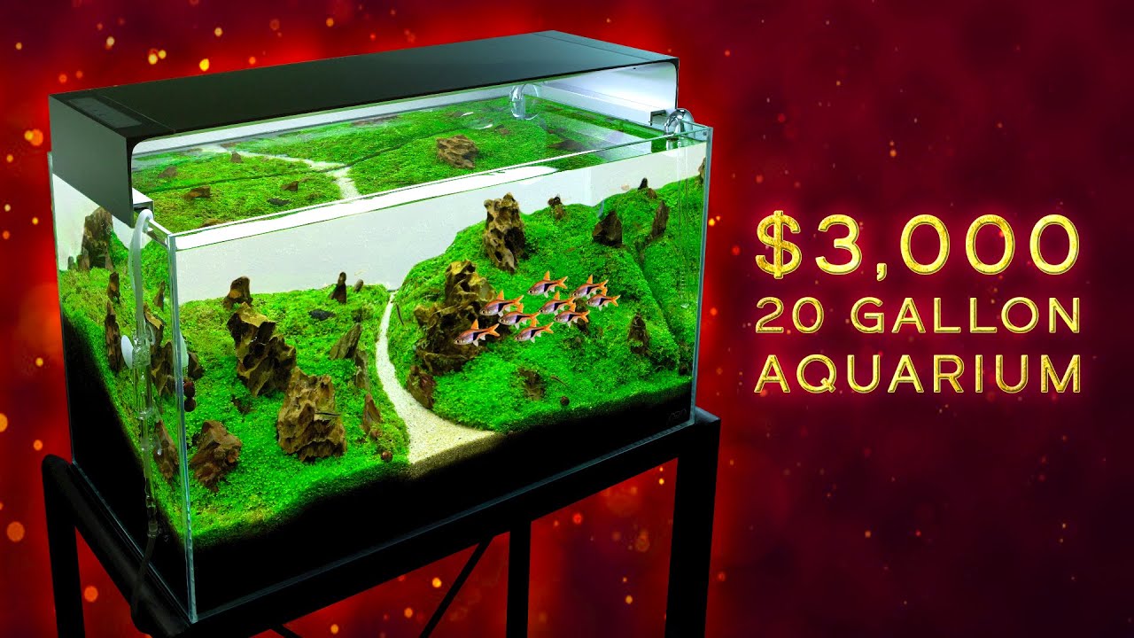 How much does a 20 gallon aquarium cost? Tipseri