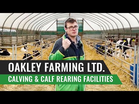 Calving & Calf Rearing Facilities on a Large Scale AYR Calving Farm - Oakley Farming Ltd. UK