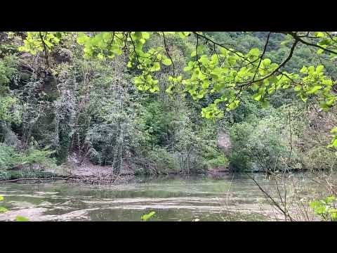 Vogelstimmen in der Kormoran-Kolonie bei Konz-Hamm