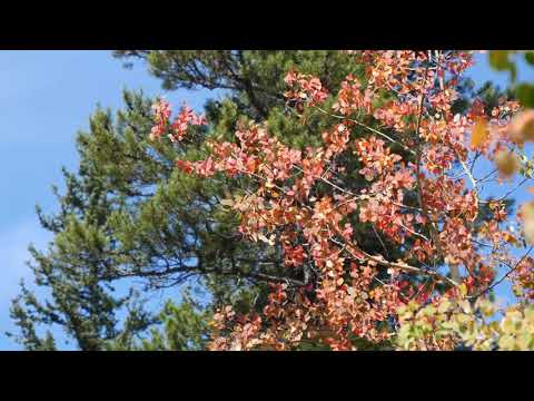 09-10-2021 - Denver, CO - Kenosha Pass, CO - Record Heat and First Signs of Fall in the Rockies