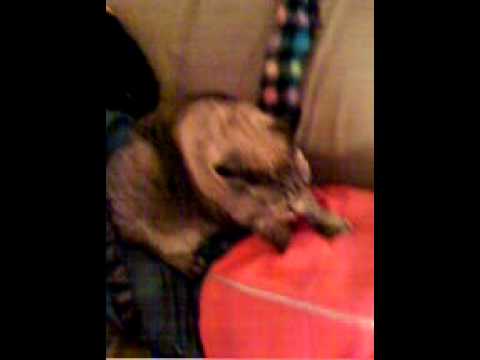 LA GATITA DE FABY. VIDEO HECHO EN VICTORIA, CANADA