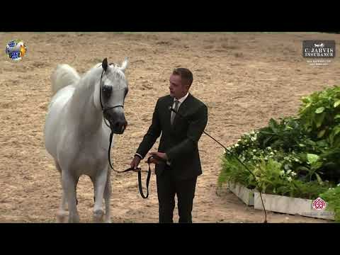 N 116 PIRENO   39th All Nations Cup   Aachen   Stallions 4 6 Years Old Class 10