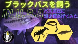 Feeding Warms, Fish-craws and Small fishes to Pet Bass!!! ブラックバスを飼う in U.S.A ミミズ、ザリガニ、小魚をあげてみた