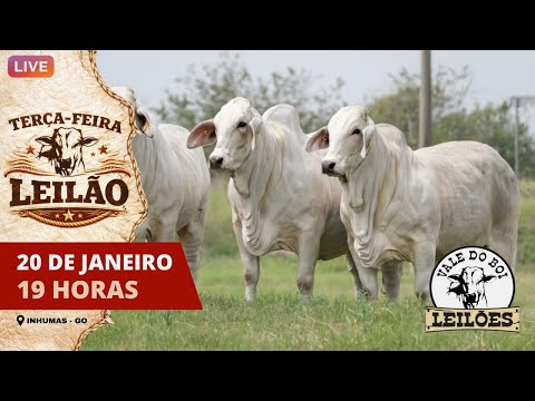 LEILAO VIRTUAL E PRESENCIAL VALE DO BOI LEILOES - INHUMAS GO -  20/01/2026