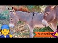 Donkey Power Mating