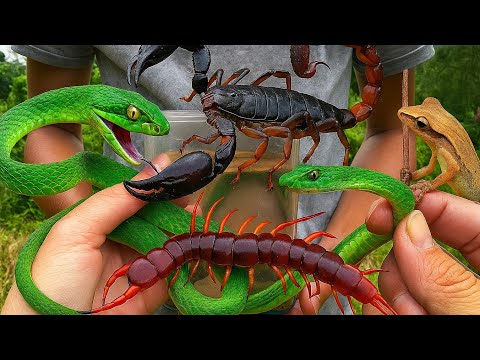 Catching Rare Venomous Snakes, Scorpions & Giant Centipedes at Night