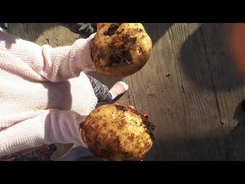 No Till Potatoes - How I grow 55lb of Potatoes in 60 sqft of Lawn
