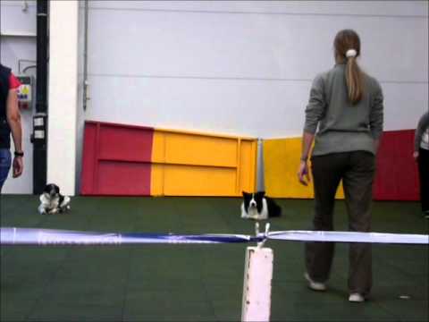 Mikulášské zkoušky obedience, kategorie OB-Z, 3.12.2011