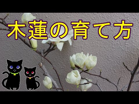 夏モクレン 植物