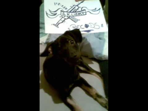 S.K.LIERT RECORDS Fanvideo!