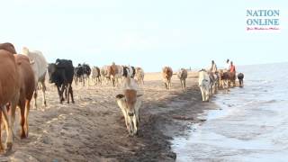 Karonga cattle's first bath