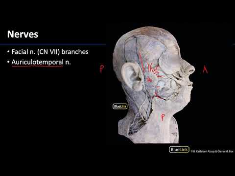 Parotid and Submandibular Triangle - Nerves