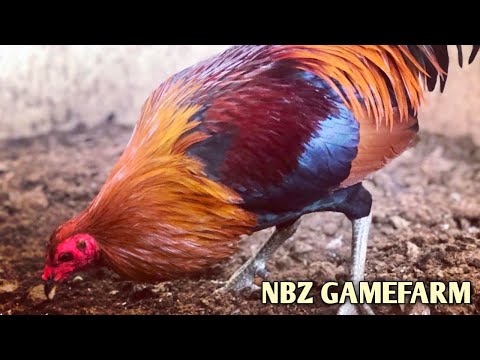 Butcher Hatch Grey - NBZ FARM