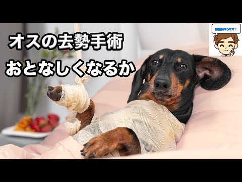 うちの犬が去勢手術を受けて出血しています:原因