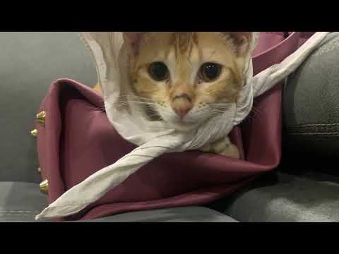 Little cat Piku & family