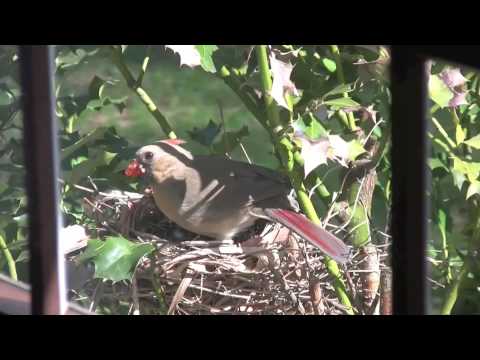 Cardinal Nest April 2009 - Awesome Feeding sequence