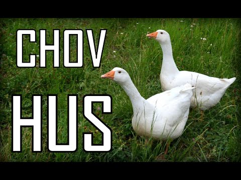 Hus domáca (Anser anser f. domestica) — video o chove a starostlivosti