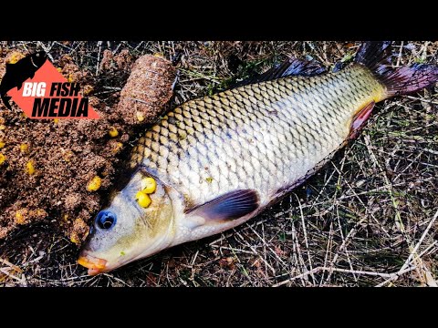 Feederangeln - mit MAIS und FUTTERKORB am Fluss