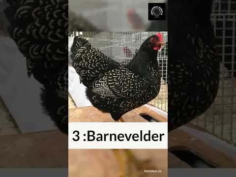 , title : 'Top 5 Chicken 🐔 Breeds #shorts #chicken #breed'