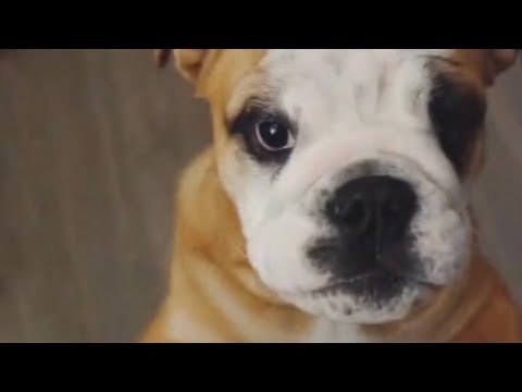 The evolution of a BuckTooth Tottenham Carol Baskin loving fan 🤣🤣 #bulldogdiego #bulldogpabs