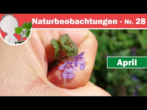 Naturbeobachtungen 28 - Riesen-Blütenmengen (Traubenkirsche) und Vermehrung ohne Ende -Günsel&Gundel