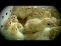 Watch: Secret Video Shows Baby Turkeys Ground ...