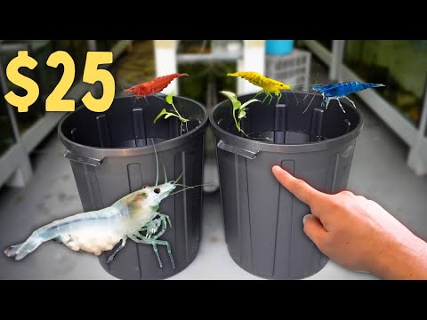 $25 Shrimp Breeding Setup! NO Filter, NO Water Change!