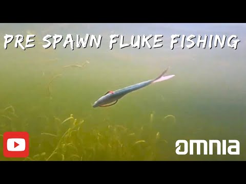 Unlocking Pre-Spawn Bass Secrets: Soft Plastic Fluke Tactics