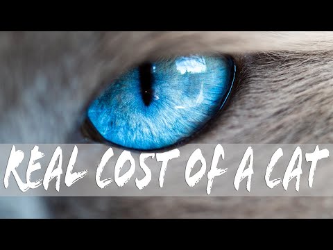 How much does it cost to have a cat? | Ragdolls Pixie and Bluebell