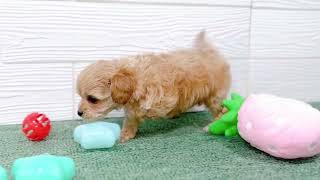 ハーフ犬の動画01