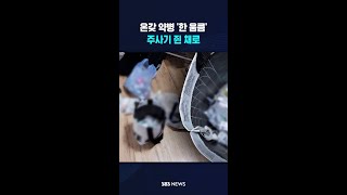 온갖 약병 '한 움큼'..주사기 쥔 채로 #shorts