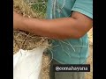 Vetiver Preparation for Vetiver Oil Distillation