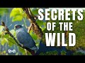 Secrets Of The Wild Exploring Mangroves Islands And Beach Wild Life Full Documentary Hindi